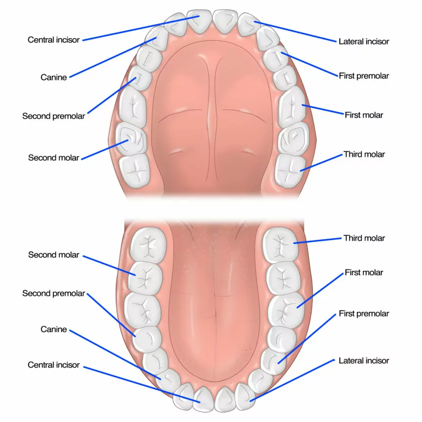 Teeth diagram